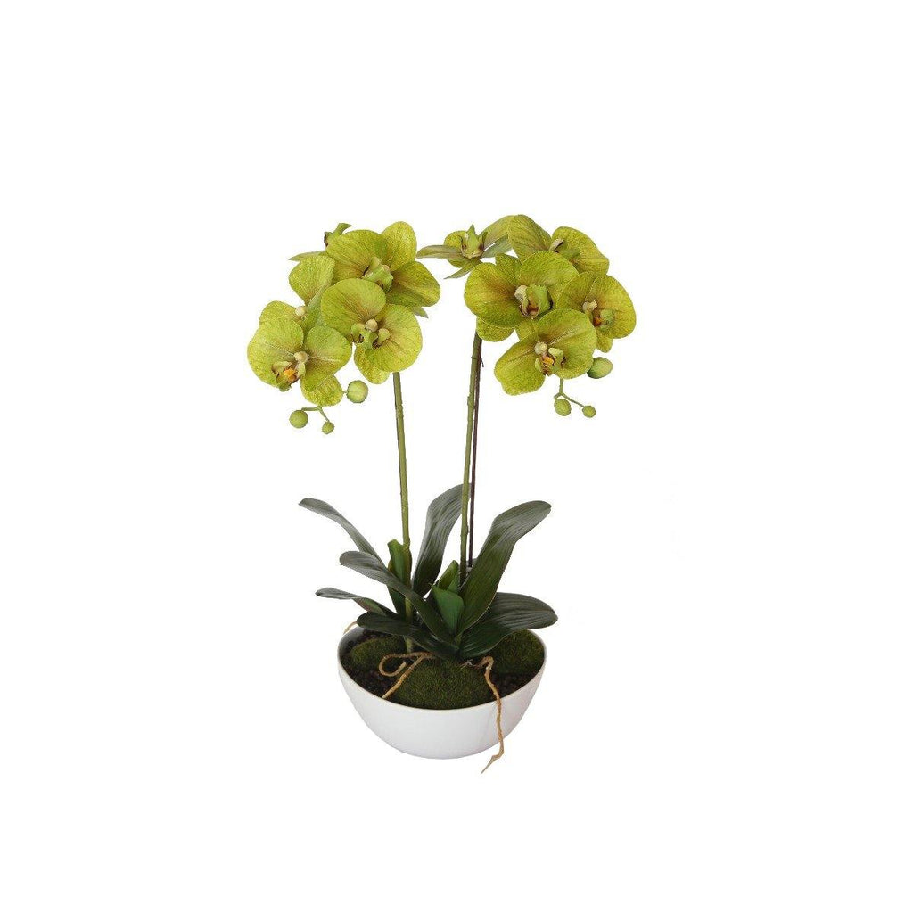 50cm Dual Butterfly Orchid - Cream - Housethings 