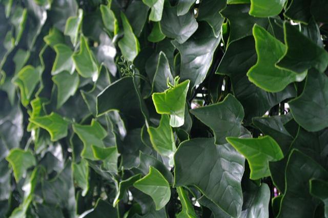 Ivy Leaf Screens / Panels UV Stabilised 1m X 1m - Housethings 