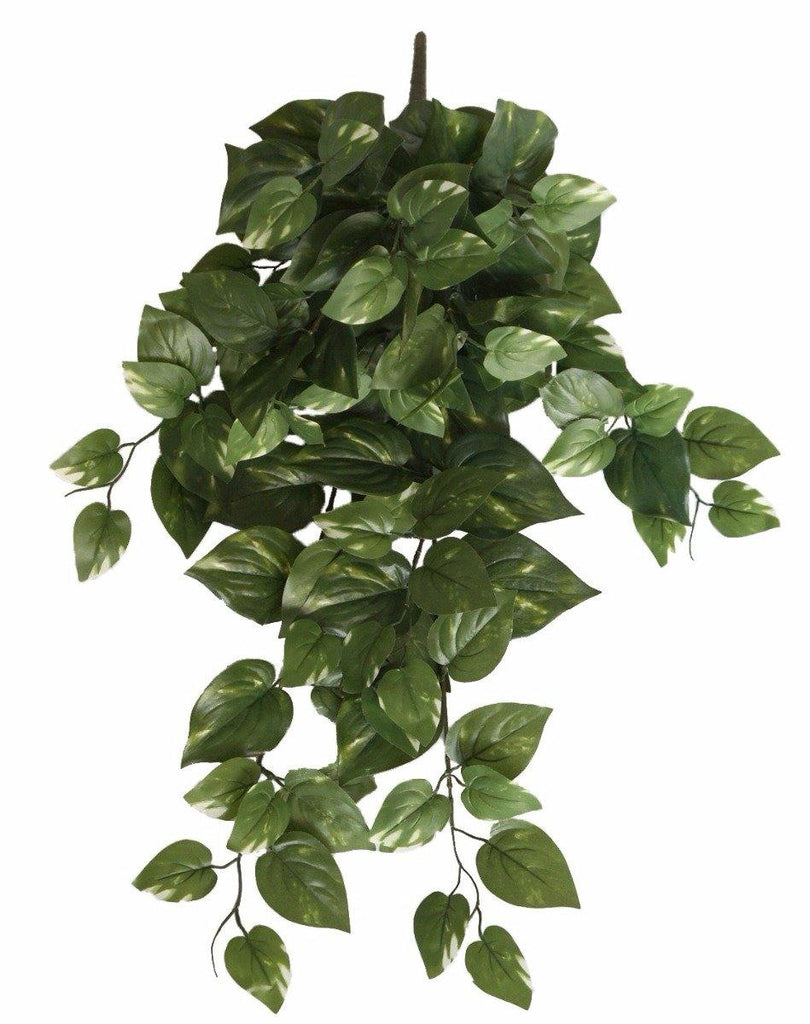 Philodendron Hanging Bush 73cm - Housethings 