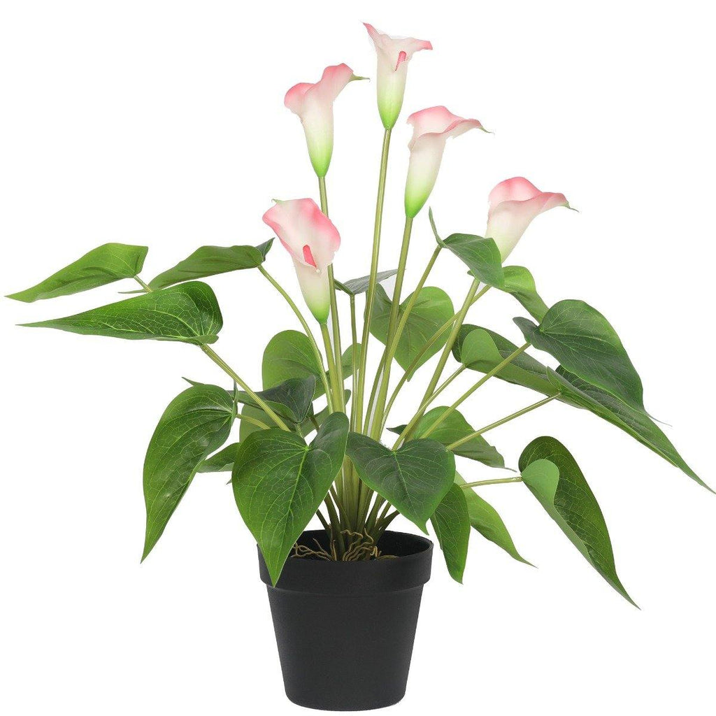 Artificial Flowering White & Pink Peace Lily / Calla Lily Plant 50cm - House Things Home & Garden > Artificial Plants