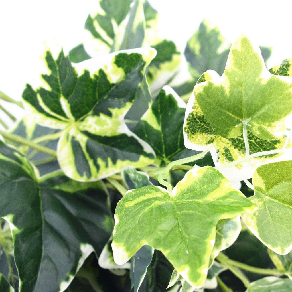 Mixed Green and White Tipped Ivy Bush 100cm - Housethings 