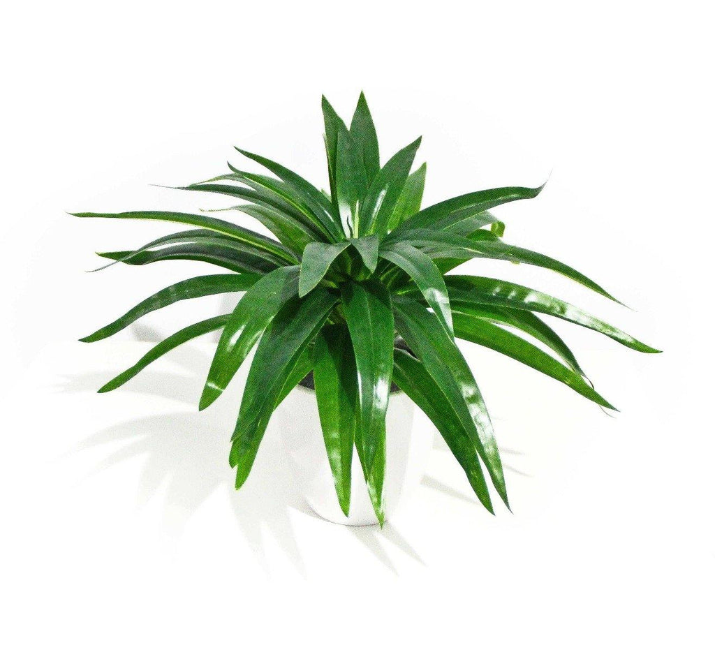 Aloe Vera Stem 30cm - House Things Home & Garden > Artificial Plants